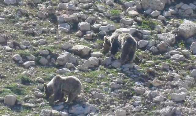 Antalya'nın 2 bin 500 rakımlı yaylasında ayıların kar keyfi kamerada
