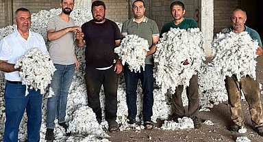 Araban Ovası'nda pamuk hasadı başladı