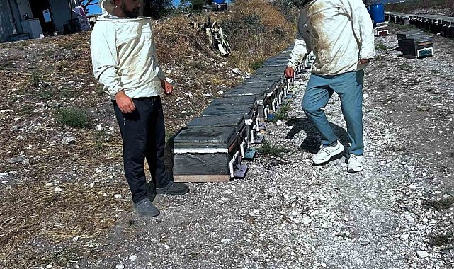 Arıcılığın geliştirilmesi için saha çalışmaları sürüyor
