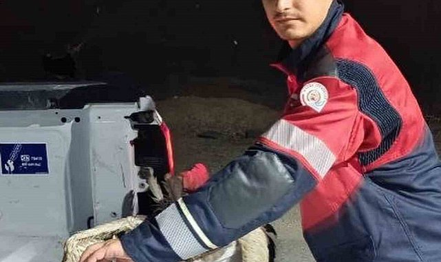 Arsuz'da kayalıklarda yorgun düşen leylek kurtarıldı