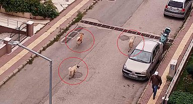 Atakum'da başıboş köpek tedirginliği