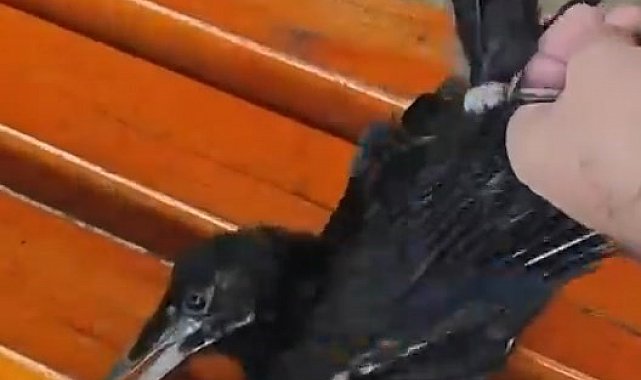 Ayağına misina ve ip dolanan karga kurtarıldı