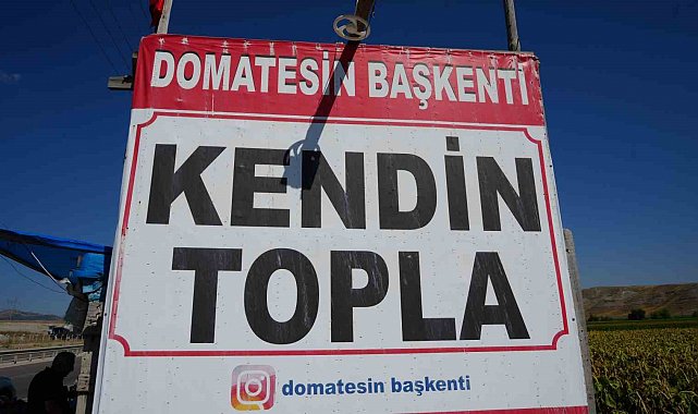 Ayaş domatesi hasadında yeni dönem: Vatandaş tarlaya gidip kendi topluyor