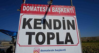 Ayaş domatesi hasadında yeni dönem: Vatandaş tarlaya gidip kendi topluyor