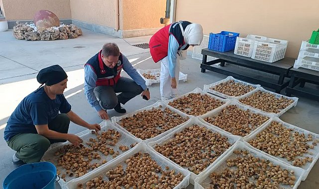 Aydın incirinin kalitesi için denetimler sürüyor