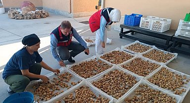 Aydın incirinin kalitesi için denetimler sürüyor