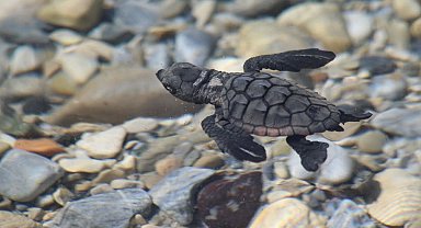 Aydın kıyılarında 214 yavru caretta denizle buluştu