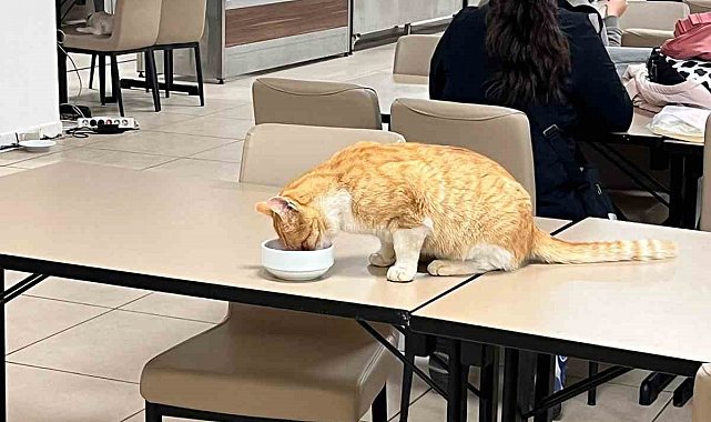 Aydın'da öğrenci yurdu yemekhanesinde tepki çeken görüntüler
