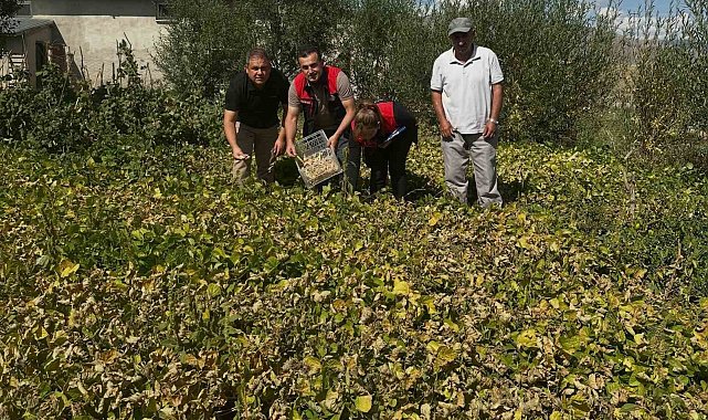 Aydıntepe şeker fasulyesi tarlada denetlendi