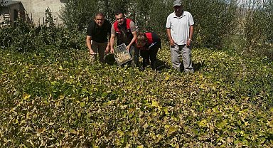 Aydıntepe şeker fasulyesi tarlada denetlendi