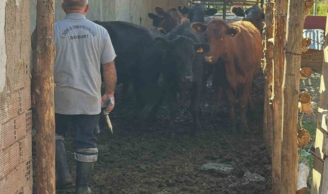 Aydıntepe'de 2026 sonbahar dönemi şap aşılama kampanyası başladı