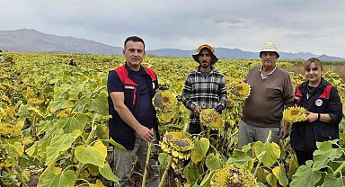 Aydıntepe'de ayçiçeği hasadı başladı