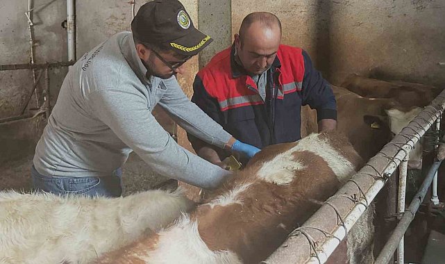 Aydıntepe'de büyükbaş hayvanlara şap aşılaması sürüyor