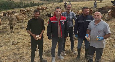 Aydıntepe'de hayvan yetiştiricilerine yonca zehirlenmesi uyarısı