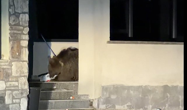 Ayı avluya girdi, vatandaş araçta mahsur kaldı: Sarıkamış'ta "kim önce çıkacak" bekleyişi