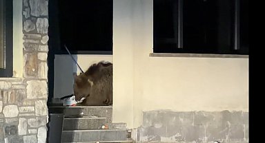 Ayı avluya girdi, vatandaş araçta mahsur kaldı: Sarıkamış'ta "kim önce çıkacak" bekleyişi