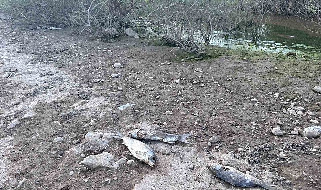 Ayvacık Barajı'nda toplu balık ölümleri