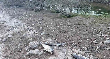 Ayvacık Barajı'nda toplu balık ölümleri