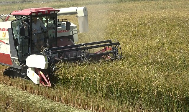Bafra Ovası'nda 165 bin dekar alanda çeltik hasadı başladı