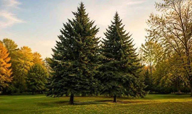 Bahçelerde Yeni Dönem: Estetik Kadar Doğru Planlama da Önem Kazanıyor