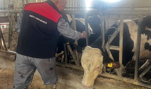 Baklan'da sonbahar dönemi şap aşılamaları başladı