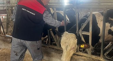 Baklan'da sonbahar dönemi şap aşılamaları başladı