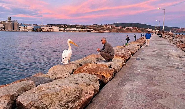 Bandırma mendireğinde pelikan sürprizi