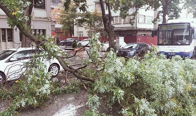 Başkentte yağıştan devrilen ağaç trafiği aksattı
