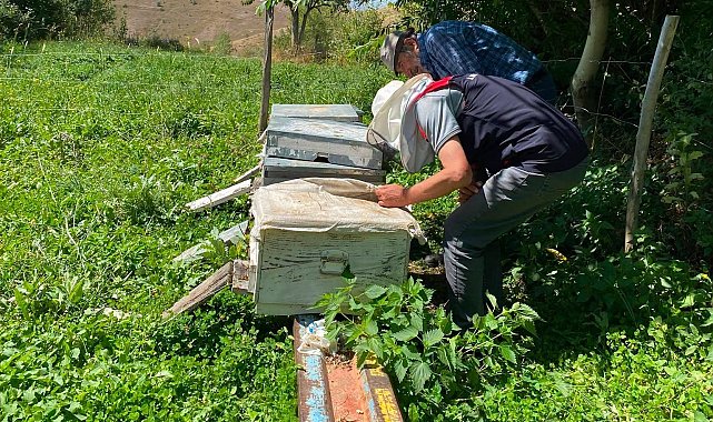 Bayburt'ta arılı kovan tespit çalışmaları sürüyor
