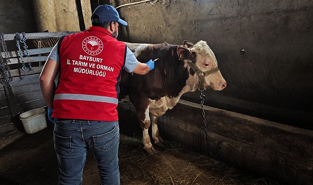 Bayburt'ta hayvanlara sonbahar dönemi aşı ve küpeleme çalışması yapılıyor