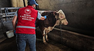 Bayburt'ta hayvanlara sonbahar dönemi aşı ve küpeleme çalışması yapılıyor