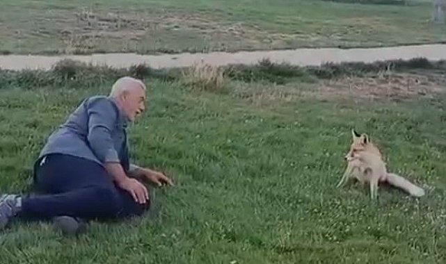 Bayburt'ta vatandaşın tilkiyle dostluğu kameraya yansıdı