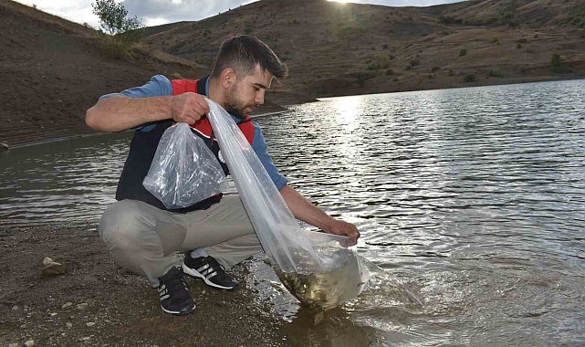 Bayburt'taki göletlere 150 bin sazan yavrusu bırakıldı