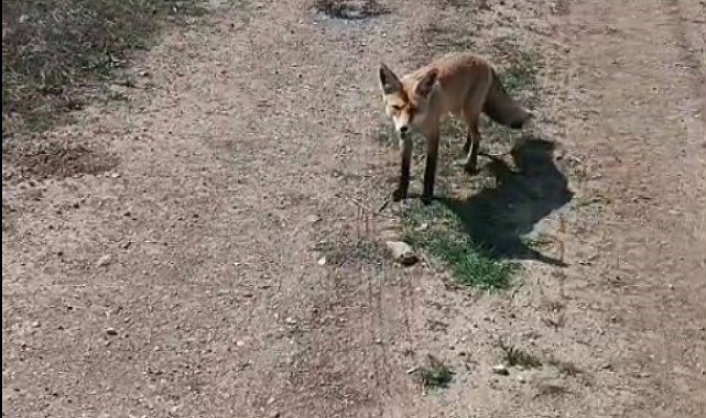 Bayburtlu vatandaşın 'Mazlum' adını verdiği tilki peşinden ayrılmıyor