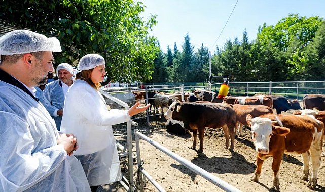 Belediye vatandaşın ucuz et ihtiyacını karşılamak için besi çiftliği kurdu