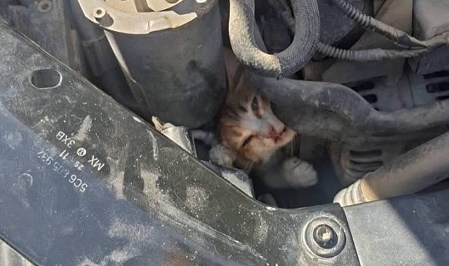Belen ve Antakya'da mahsur kalan hayvanlar kurtarıldı