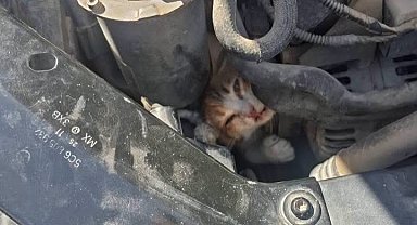 Belen ve Antakya'da mahsur kalan hayvanlar kurtarıldı