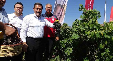 Bereketin yaşandığı üzümde bağ bozumu başladı, 85 bin ton rekolte bekleniyor