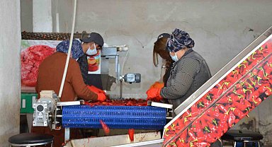Besni'de salçalık biber sezonu başladı