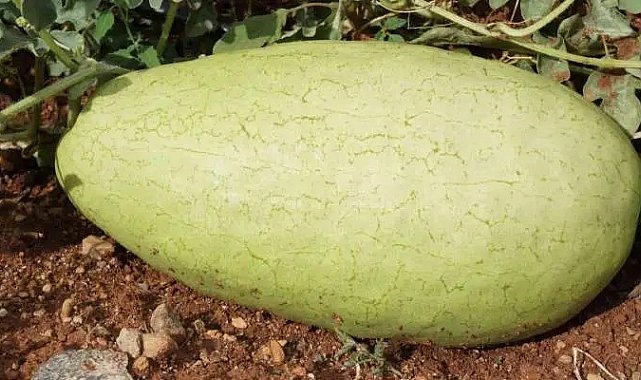 Beyağaç karpuzunun hikayesi 10 dekarlık tarlada başladı