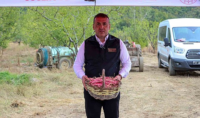 Bilecik'te her yıl 4 bin 500 ton taze barbunya hasadı yapılıyor
