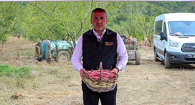 Bilecik'te her yıl 4 bin 500 ton taze barbunya hasadı yapılıyor