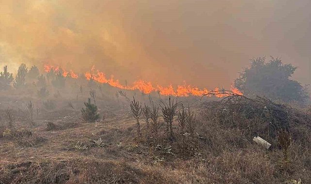Bilecik'te makilik alanda çıkan yangın rüzgarın etkisiyle büyüyor