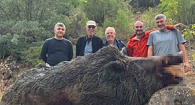Bilecik'te mısırları talan eden 350 kiloluk dev domuz avcılar tarafından vuruldu