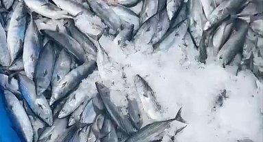 Bir gecede 2 bin adet palamut yakaladı