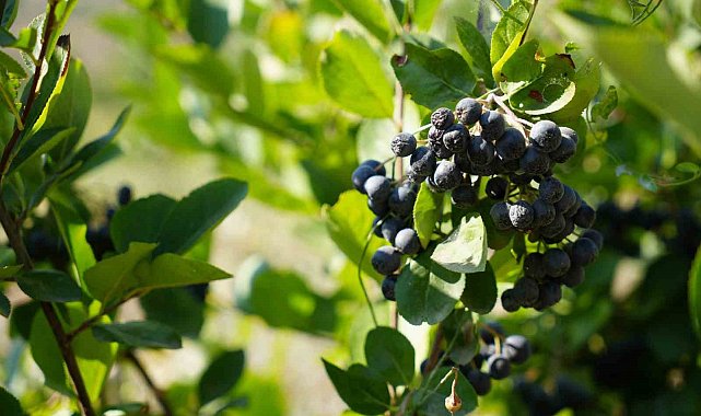 Bir kepçe aronya dondurmasıyla başladı, Erzincan'da bahçe kurdu
