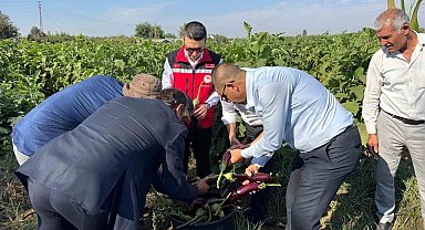 Birecik'te Kelaynak, Patlıcan ve Fıstık Festivali hasatla başladı