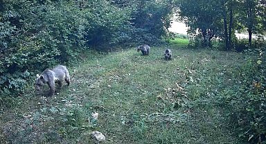 Bolu ormanlarında yaban hayvanları fotokapanlara yansıdı