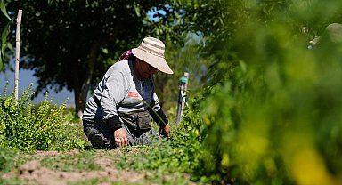 Bolu'da asırlık ata tohumlarında hasat mesaisi başladı