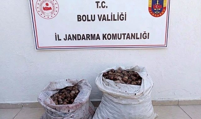 Bolu'da kaçak salyangoz operasyonu: 2 şahıs jandarmaya yakalandı